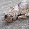 じゃれあう二匹の猫
