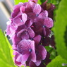 紫陽花