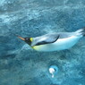 癒しのペンギンさま②　エビ反り
