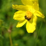 花と虫達　ミツバチ