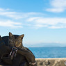 ゆきじろうカメラバッグ、占拠される！
