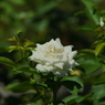 秋の薔薇が