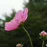 秋桜1