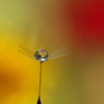 花畑