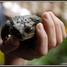 Toad
