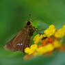 花と虫達　セセリチョウ