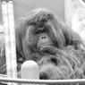 オランウータン