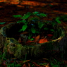 DPP_10055