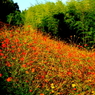 DPP_10058