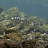 魚の時間