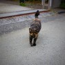 近所のワル