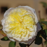 English Garden