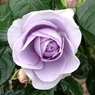 Blue Bajou