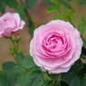 Lilac Rose