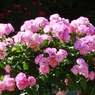 薔薇-長居植物園 2