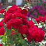 薔薇-長居植物園 3
