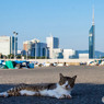 フクオカシティニャン（1）