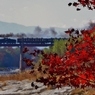 紅葉「鮮やか」
