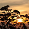 sunset flower