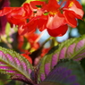 花も葉も美しい