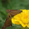 花と虫達　セセリチョウ　Ⅱ