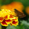 花と虫達　セセリチョウ