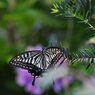 翅休める　DSC_6978
