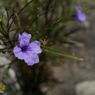 道路脇に咲く花