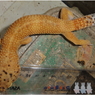 hyoumon108072