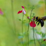 花と虫達　クマバチ　Ⅱ