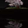 水面に浮かぶ春 - 小沢の桜