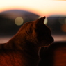 silhouette CAT