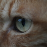 Cat eye