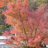 紅葉狩り