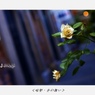 暗闇、色の舞い (7)