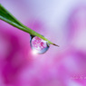 虚構の花