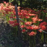 曼珠沙華1