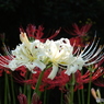 曼珠沙華3