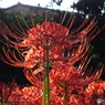 曼珠沙華4