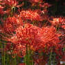 曼珠沙華14