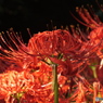 曼珠沙華15