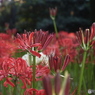曼珠沙華16