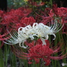 曼珠沙華17