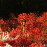 曼珠沙華18