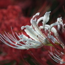 曼珠沙華19