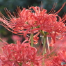 曼珠沙華20