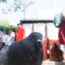 鳩に人気の私