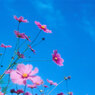 秋桜・・・2
