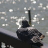 SMC Takumar 135mm F3.5