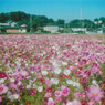 秋桜・・・3